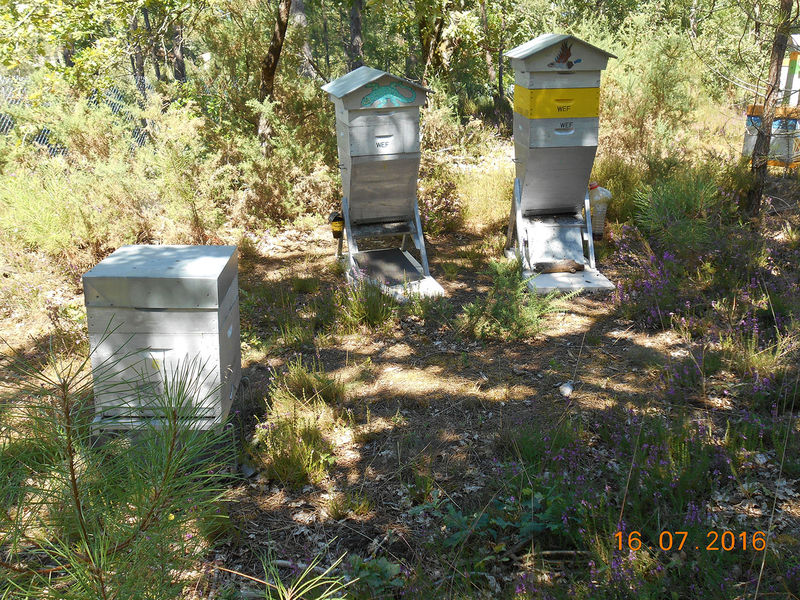 La ruche Trobas Vieilbuc